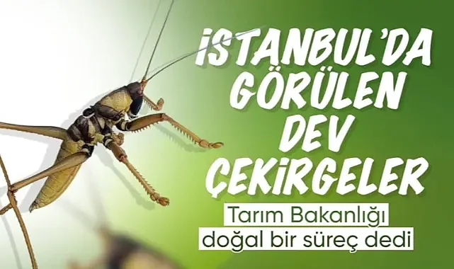 Tarım ve Orman Bakanlığı: Türkiye'de çekirge istilası yok